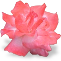 flower_rose emote