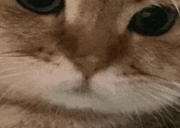 rawr