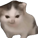 KITTEN emote