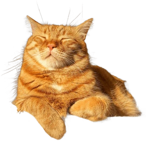 orange_tabby_cat emote