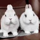 Rabbits emote