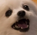 aaaa emote
