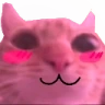FushedCat emote