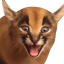 Shocked_Young_Floppa emote
