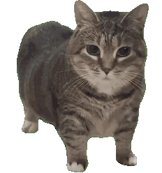 OIIA_OIIA_Cat_Spin emote