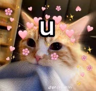 cat_loving_u emote