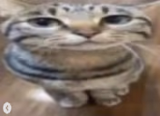 look emote