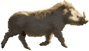 Kaban emote