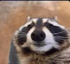 RaccoonSmile emote