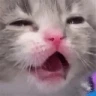 ShockedKitty emote
