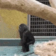 monkey_twerk emote