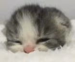 eeping emote