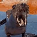 SeaLion emote