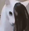 emocat emote