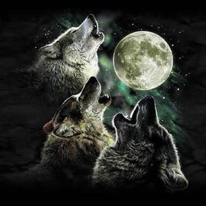 tainted_wolf avatar