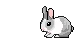 Bunny_2 emote