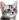 pixel_cat_bruh emote