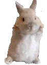BunnyDance emoji