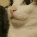 shushh emote