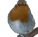 birbJAM emote