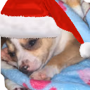 ChristmasDogCry emote