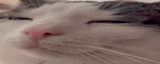 pleep emote