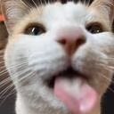 criminal_cat emote