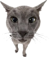 vio emote