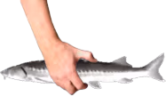 JoelGrab emote