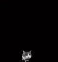 ParryCat emote