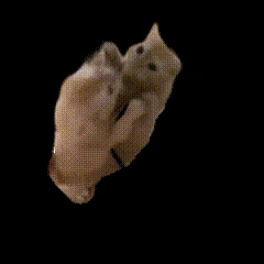 happycat emote