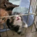 NOOO emote