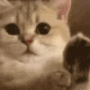 catPaws emote