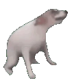 dog_dance emote