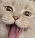 Cattounge emote