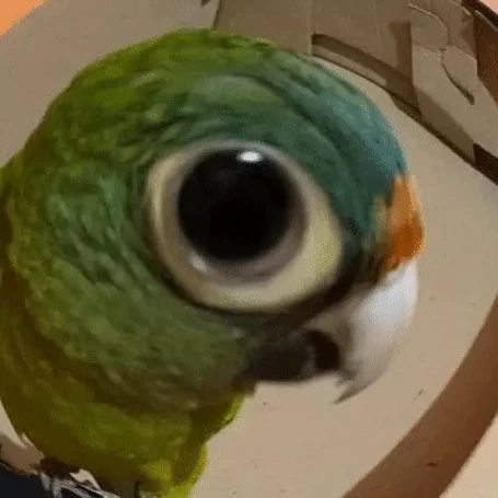 Parrot_staring emote