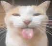 Bleh emote