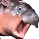 moodengWTF emote