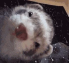 fert emote