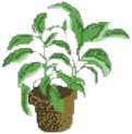 HousePlant emote