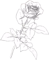 Rose_White_Draw emote