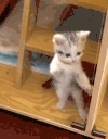 catHop emote