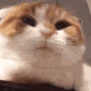 CE_Yawn2 emote