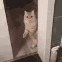 catLeave emote