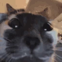 kuh emote