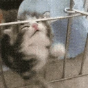 WAAAA emote