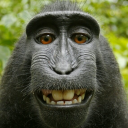 MONKEY static emote
