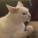 CE_Plotting emote