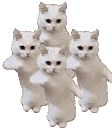 CatTimeParty emote