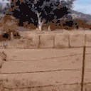SHEEPING emote